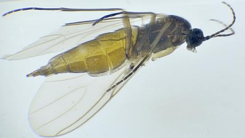 Lycoriella sp.